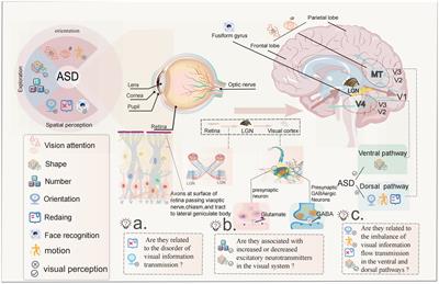 Why do children with autism spectrum disorder have abnormal visual perception?